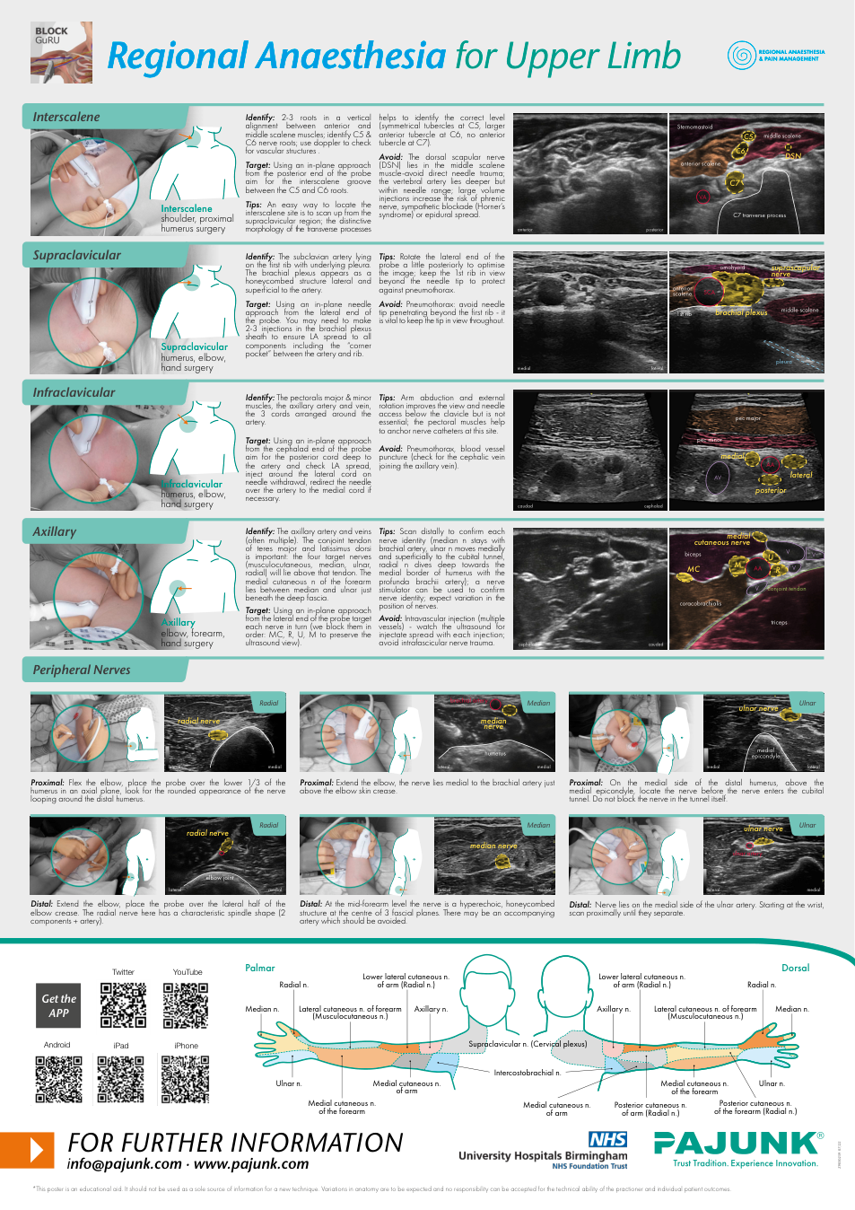 Upper limb reference poster